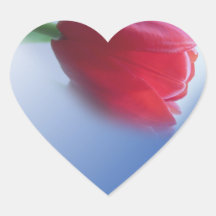 Fleur de tulipe rouge unique