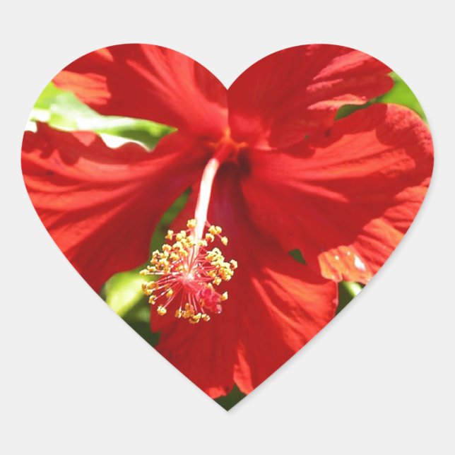 Sticker Cœur Fleur d'Hibiscus de l'Hawaii rouge brillante (Devant)