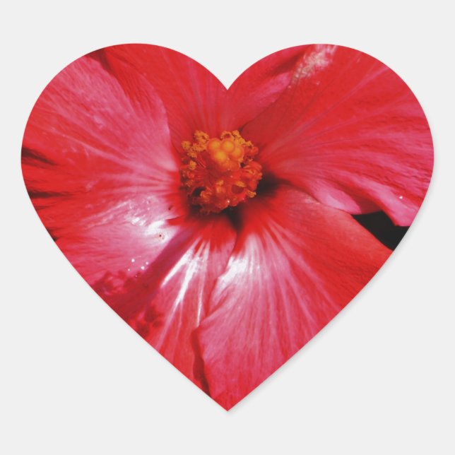 Sticker Cœur Fleur d'Hibiscus rouge rose chaud sur noir (Devant)