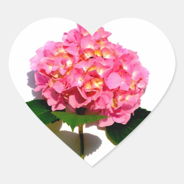 Sticker Cœur Fleur rose rose rose Hydrangea (Devant)