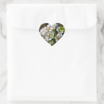 Fleurs d'Apple