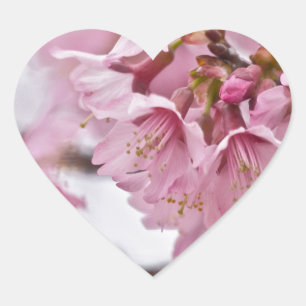 Sticker Cœur Fleurs de cerisier Sakura rose pâle