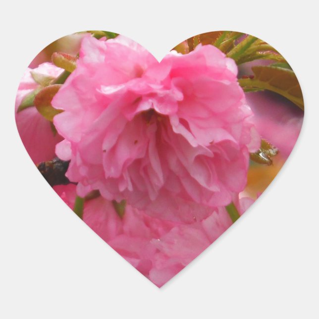 Sticker Cœur Fleurs de fleurs de cerisier rose chaud (Devant)
