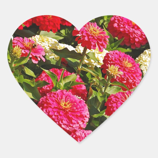 Sticker Cœur Fleurs de zinnia rose, blanche et rouge (Devant)