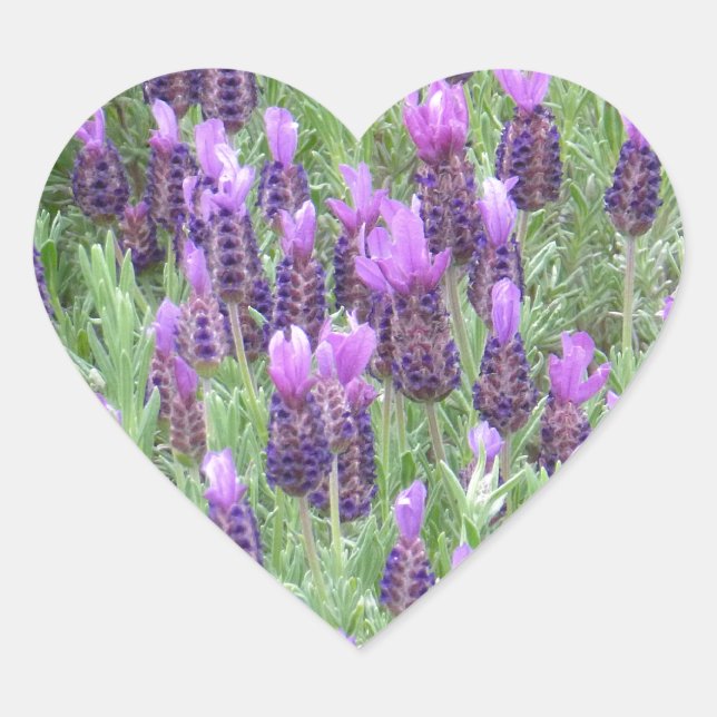 Sticker Coeur Fleurs Lavande (Devant)