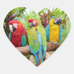 Sticker Cœur Foule de perroquets macaw colorés