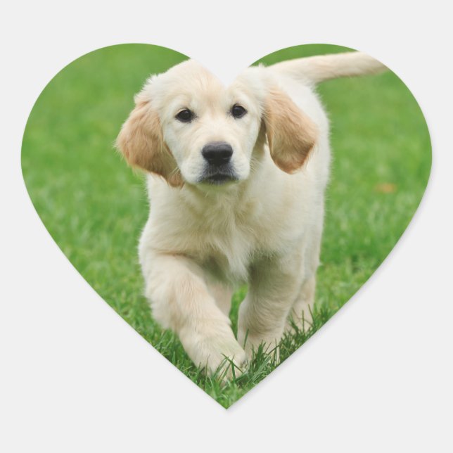 Sticker Cœur Golden retriever (Devant)