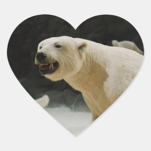Sticker Cœur Graine d'ours polaire