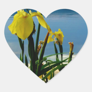 Sticker Cœur Iris jaune à Lake Shore