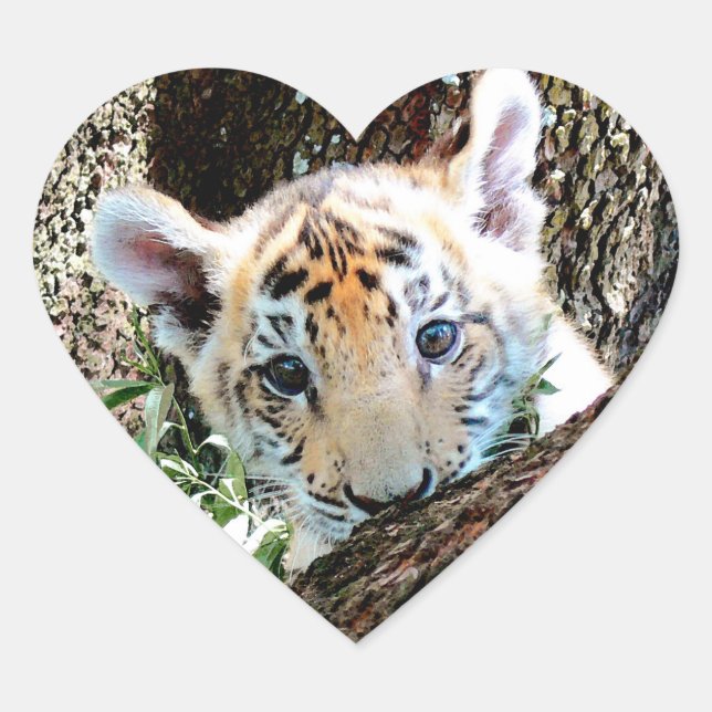 Sticker Cœur J'Aime Les Bébés Bébés Tiger Cubs (Devant)