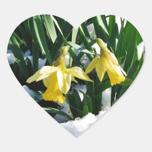 Sticker Cœur Jaune Daffodils fleurs dans la neige
