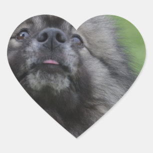 Sticker Cœur Keeshond pelucheux