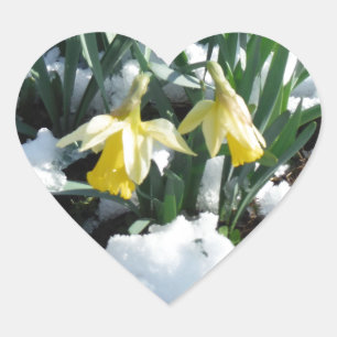 Sticker Cœur Les jonquilles jaunes dans la neige