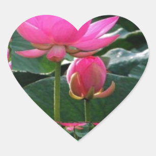 Sticker Cœur LOTUS : Jardin rose Rose de Chakra