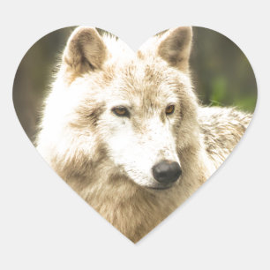 Sticker Cœur Loup de l'Arctique humide au printemps Photo