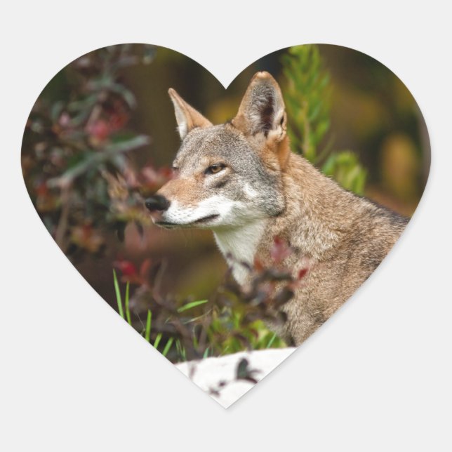 Sticker Cœur Loup rouge (Devant)