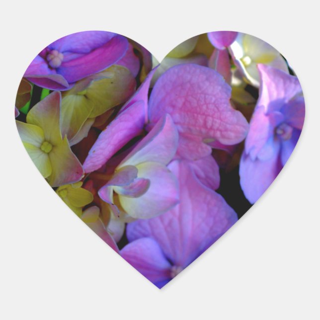 Sticker Cœur Magenta Purple bleu jaune Hydrangeas fleurs (Devant)