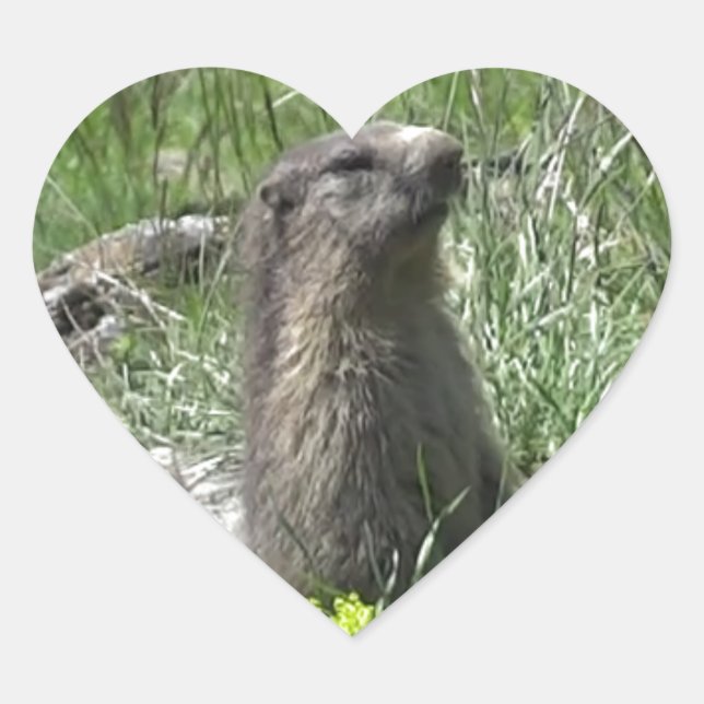 Sticker Cœur marmotte printemps fleurs animaux (Devant)