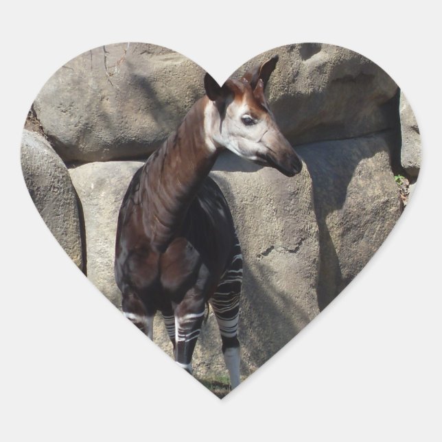 STICKER CŒUR OKAPI (Devant)