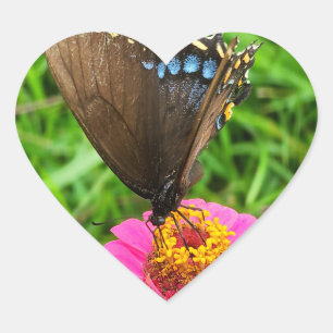 Sticker Cœur Papillon noir Swallowtail sur une fleur rose