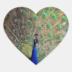 Sticker Cœur Peacock, sur la ferme