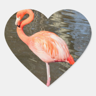 Sticker Cœur Photo Flamant rose orange