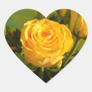 Sticker Cœur Photographie de beauté rose jaune