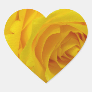 Sticker Cœur photographie de belle rose jaune fleur
