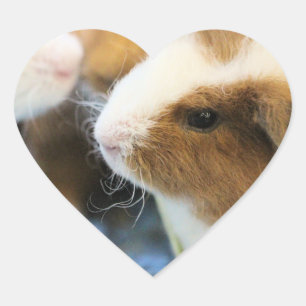 Sticker Cœur Piggy