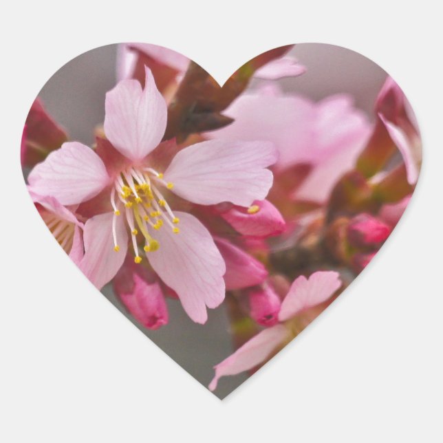 Sticker Cœur Pink Against A Gray Sky Japanese Cherry Blossoms (Devant)