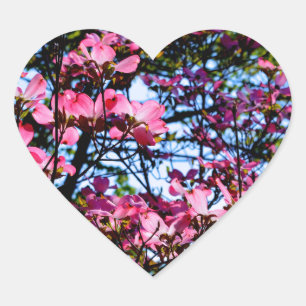 Sticker Cœur Pink flowering Dogwood tree