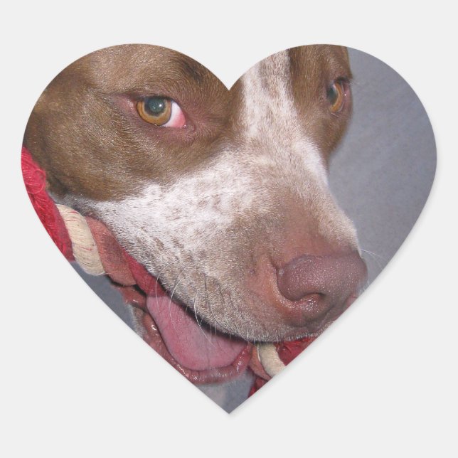 Sticker Cœur Pitbull pas cher (Devant)