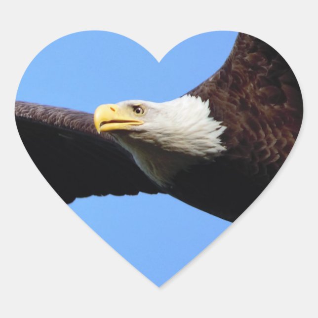 Sticker Cœur Portrait de Bald Eagle (Devant)