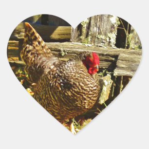 Sticker Cœur Poulet noir et blanc dans la ferme