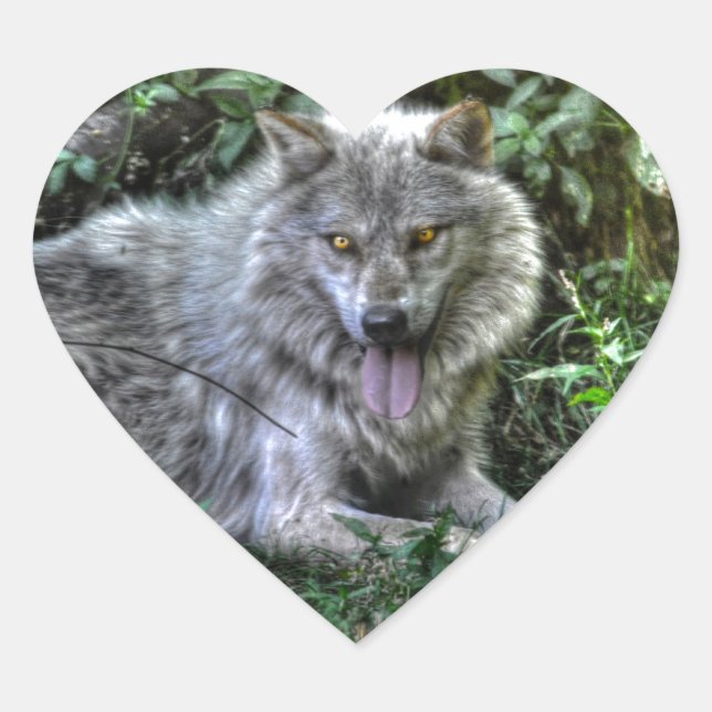 Sticker Cœur Repos Loup gris 3 Cadeau faunique (Devant)