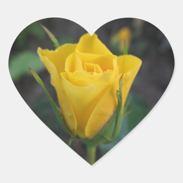Sticker Cœur Rosebud jaune (Devant)