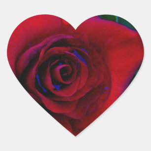 Sticker Cœur Roses rouges aux tons bleus