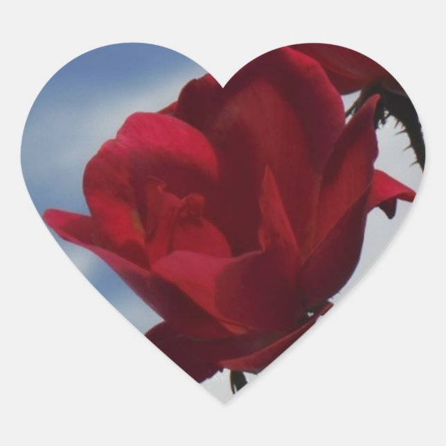 Sticker Cœur Roses rouges contre un ciel bleu vif (Devant)