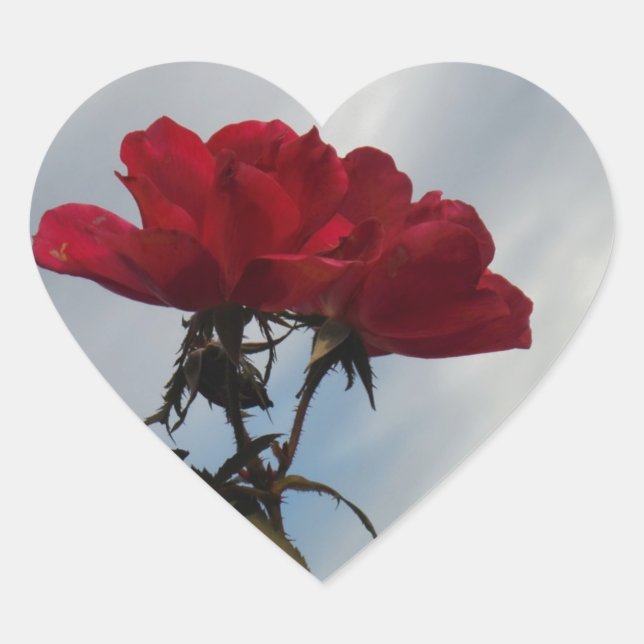 Sticker Cœur Roses rouges contre un ciel bleu vif (Devant)