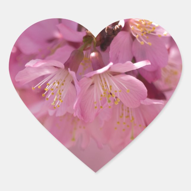Sticker Cœur Sakura Cherry Blossoms Delicate Pink Bouquet (Devant)