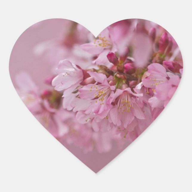 Sticker Cœur Sakura Cherry Blossoms rose pâle Réflexions (Devant)