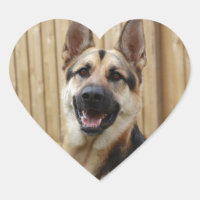 Tête GSD