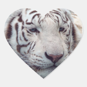 Sticker Cœur Tigers en voie de disparition