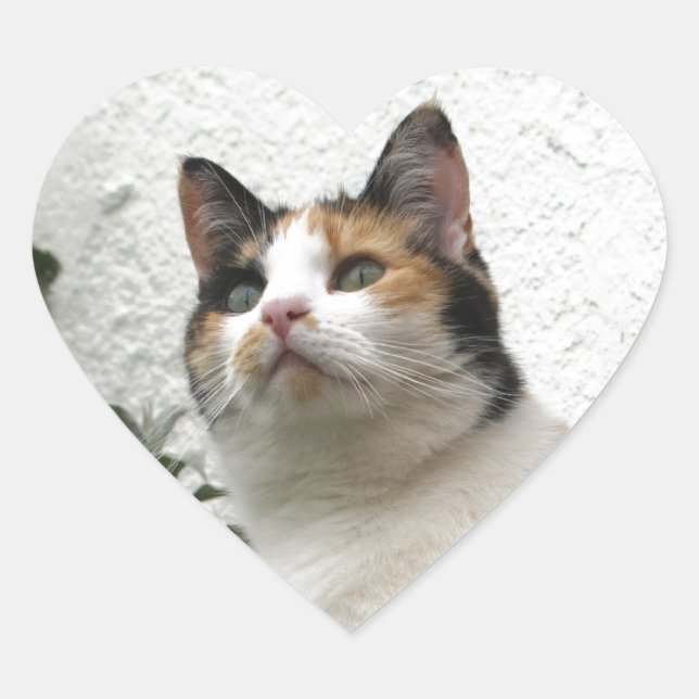 Sticker Cœur Tortoiseshell et Chat blanc (Devant)