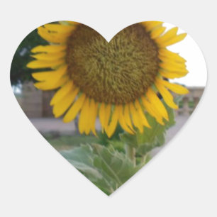 Sticker Cœur Tournesol