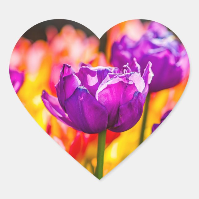Sticker Cœur Tulipes Enchantant violet (Devant)
