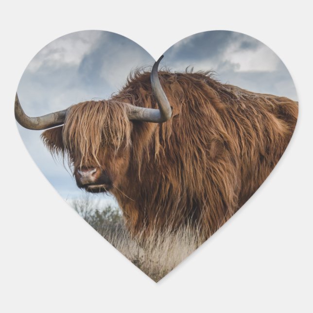 Sticker Cœur Vache écossaise des Highlands (Devant)