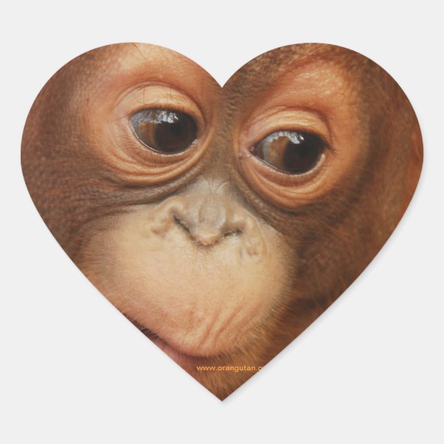 Sticker Cœur Visage de bébé Orangoutan (Devant)