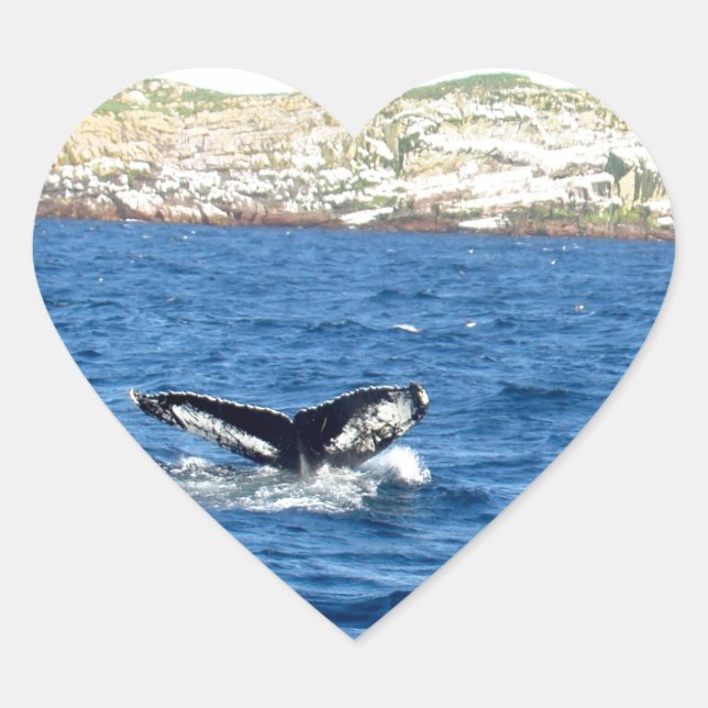 Sticker Cœur Voile de baleine à bosse (Devant)