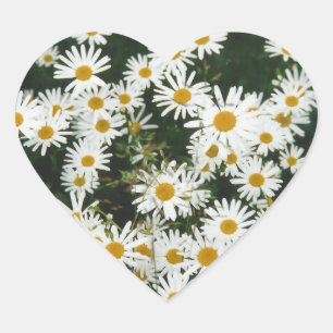 Sticker Cœur White Oxeye Daisy Meadow